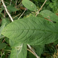 Butterfly Bush